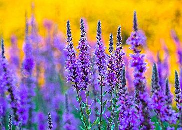 时代的终结 《城市天际线》将在5月推出最后一个DLC 